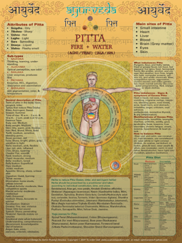 Pitta poster extra large 18 by 24 inch