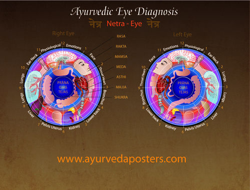 Eye Diagnosis Iridology chart 8.5 x 11