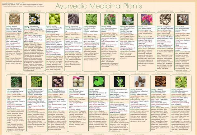 Ayurvedic Herb poster, text Set of 3